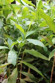 Image result for Warburgia ugandensis