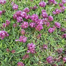 Image result for Trifolium baccarinii
