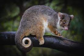 Https Www Steveparish Natureconnect Com Au Wp Content Uploads Img 8329 Jpg Australia Animals Australian Native Animals Australian Animals