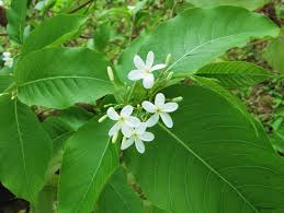 Image result for Holarrhena pubescens