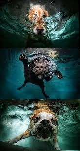 Health And Fitness Get Holistic Health Underwater Dogs Dog Photos Dog Photography