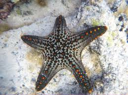 Image result for Pentanisia sykesii