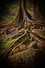 Morton Bay Fig Tree Allerton Gardens Kauai By Robert Arrington Paisajes Bosque Naturaleza