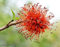 Image result for Greyia sutherlandii