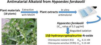 Image result for Hypoestes forskaolii