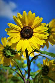 The Prettiest Sunflower Fields To Visit Across The U S Sunflower Field Near Me Sunflower Fields Sunflower Season