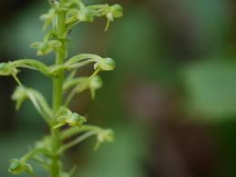 Image result for Habenaria aberrans