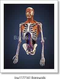 Human torso anatomy study canvas print by luminariumgraphics. Human Upper Body Showing Bones Muscles And Circulatory System By Stocktrek Images Art Print Barewalls Posters Prints Bw1177161