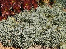 Image result for Senecio sp.no.1