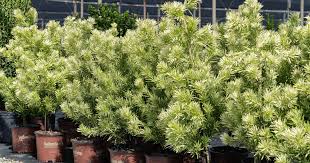 Image result for Podocarpus