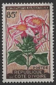 Image result for Strophanthus sarmentosus