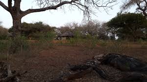 Image result for Hyperacanthus microphyllus