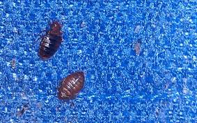 How To Identify Bedbugs And Distinguish Them From Other