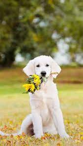 Asthetic Wallpaper Dogs More Wallpaper Wallpaper