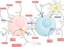A recommended dose of turmeric/curcumin in supplement form is 3,600 mg curcumin, although higher dosages can be used. New Therapies For Systemic Lupus Erythematosus Past Imperfect Future Tense Nature Reviews Rheumatology