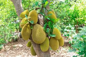 Image result for Artocarpus heterophyllus