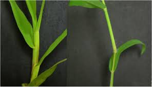 Image result for Digitaria compressa