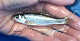 Image result for Peddiea fischeri