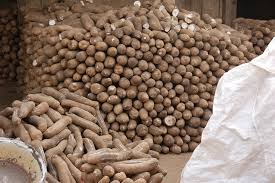 Image result for Dioscorea dumetorum