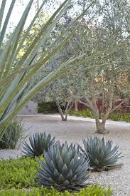 Daniel Nolan Garden Design South Bay Garden Menlo Park Sfo Mediterranean Garden Design Olive Trees Landscape Landscape Design