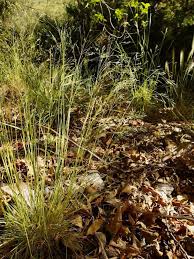 Image result for Agrostis epigejos