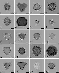 Image result for Trichilia quadrivalvis