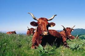 Cantal Vache Salers Vaches Normandes