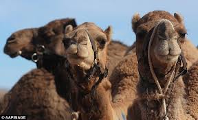 Camel milk is good for digestion and lauren suggests that half a cup of the milk at breakfast can help to calm to gut and reduce bloating. Would You Like Camel Milk With Your Coffee Dairy Farm Cleared To Sell Salty Alternative But It Costs 25 A Litre Daily Mail Online