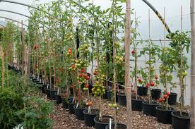 In hot, sunny conditions, the skin turns nearly black. Tomato Black Krim Out Of My Shed