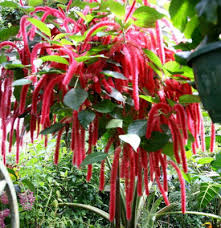 Image result for Acalypha hispida