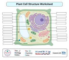 Plant Cell Definition Labeled Diagram Structure Parts Organelles