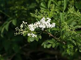 Elderberries have been used not just for their unique tartness, but for many different traditional and native american folk remedies. Elderflower Guide Where To Find It How To Identify And Recipe Ideas Countryfile Com