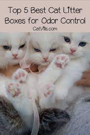 Top 5 Best Cat Litter Boxes For Odor Control Looking For The Best Cat Litter Boxes For Odor Control Check Out Our T Best Cat Litter Cat Litter Box Cat Litter
