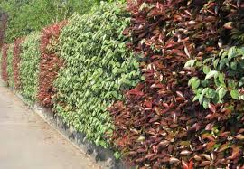 La villa è circondata da un giardino curato con prati e siepi fiorite. Piante Per Siepi Guida Completa Per Sceglierle