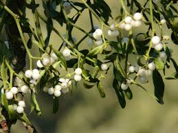 Choose an appropriate tree for your mistletoe, apple is a common host tree but lime and poplar also work well. How To Grow Your Own Mistletoe Citra Respati