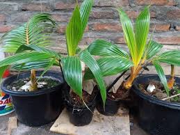 Hehehe saya tadi sempat kaget, kelapanya kok tidak. Cara Membuat Bonsai Kelapa Yang Indah Sendiri Di Rumah Mudah