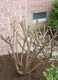 How And When To Prune Knock Out Roses Sand And Sisal Rose Trees Plants Garden Shrubs