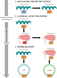 Image result for Sulfonamide