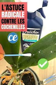 We did not find results for: Comment Se Debarrasser Des Cochenilles L Astuce Radicale De Mon Jardinier