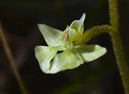 Image result for Podangis dactyloceras