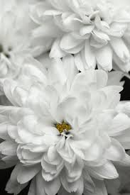 Spa Sensations By Zinus Mygel Ultra Cooling Memory Foam Mattress 8 Full White Flowers Beautiful Flowers Pretty Flowers