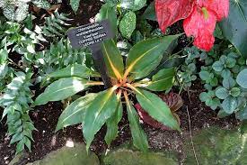 And in the thrilling conclusion to the breakfast club plant series, we have. The Flash Green Obsessions