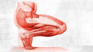 The abdominal muscles also play a major role in the posture and stability to the body and compress the organs of the abdominal cavity during various activities such as breathing and defecation. What Is The Anatomy Of The Lower Leg