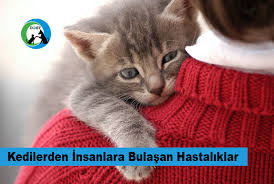 Kopeklerden Insanlara Bulasan Hastaliklar Dost Dernegi