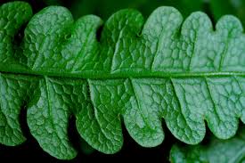 Image result for Blotiella glabra