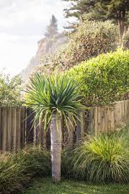 This Dracaena Draco Is A Sculptural Accent Complements By Soft Coastal Planting Plants Coastal Gardens Dracaena