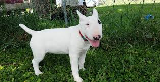 Résultat de recherche d'images pour "bull terrier"