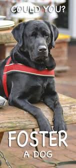Becoming a dog foster carer means you are providing invaluable support in caring for lost, abandoned and unwanted animals by preparing them for their new homes. 36 Dog Adoption And Fostering Ideas Dog Adoption Foster Dog Dogs
