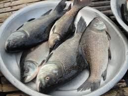 These Are Some Fish That People In Eat In Bangladesh Healthy Eating Plan Fish Bangladeshi