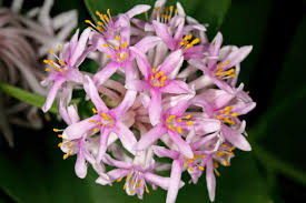 Image result for Dais cotinifolia